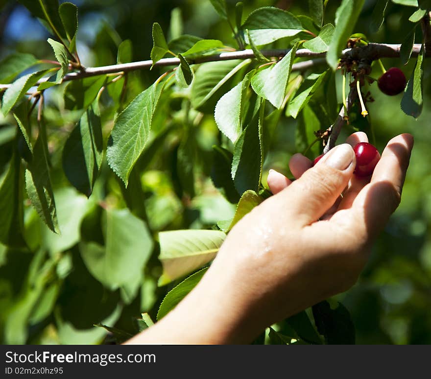 Woman's hand gathering  the red ripe cherries in a garden. Woman's hand gathering  the red ripe cherries in a garden