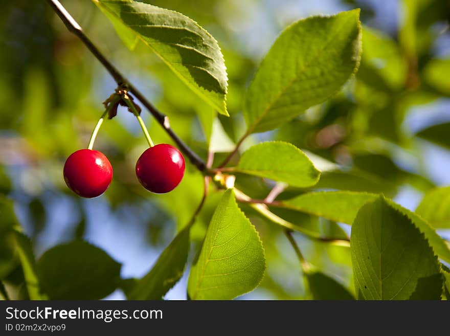 Two cheriies on a branch