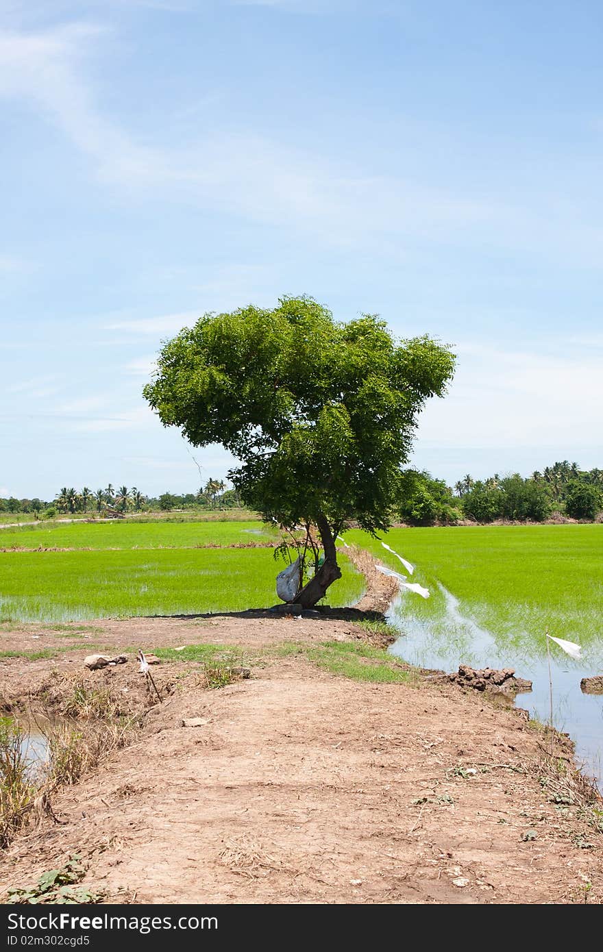 Tree and the field rice