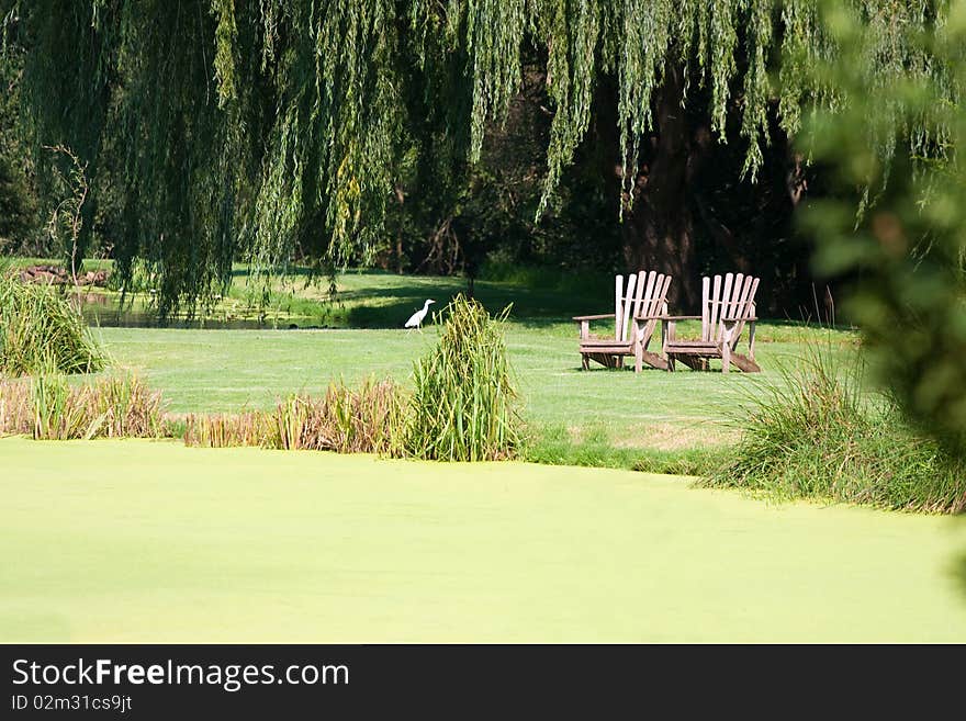 Two old wooden chairs in green meadow with white bird and willow tree. Two old wooden chairs in green meadow with white bird and willow tree