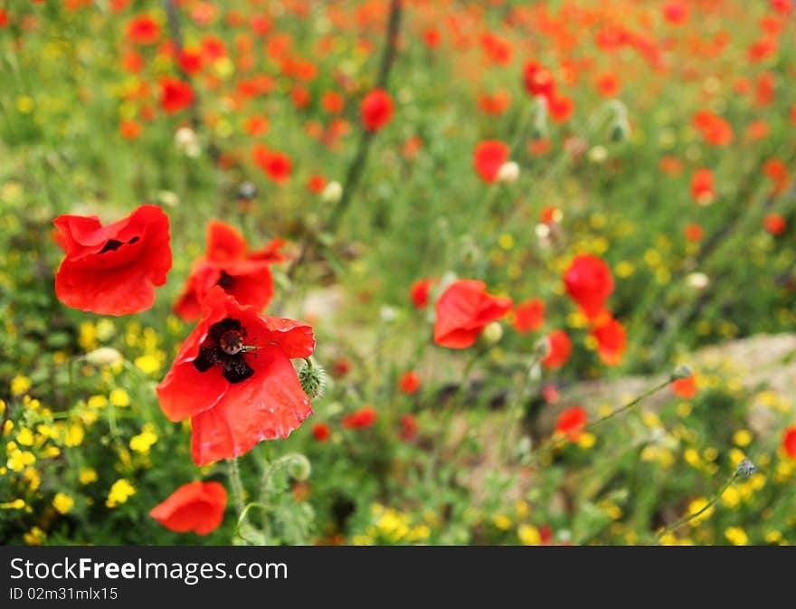 Field of poppies