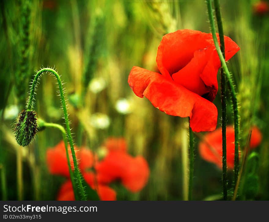 Poppies Close Up