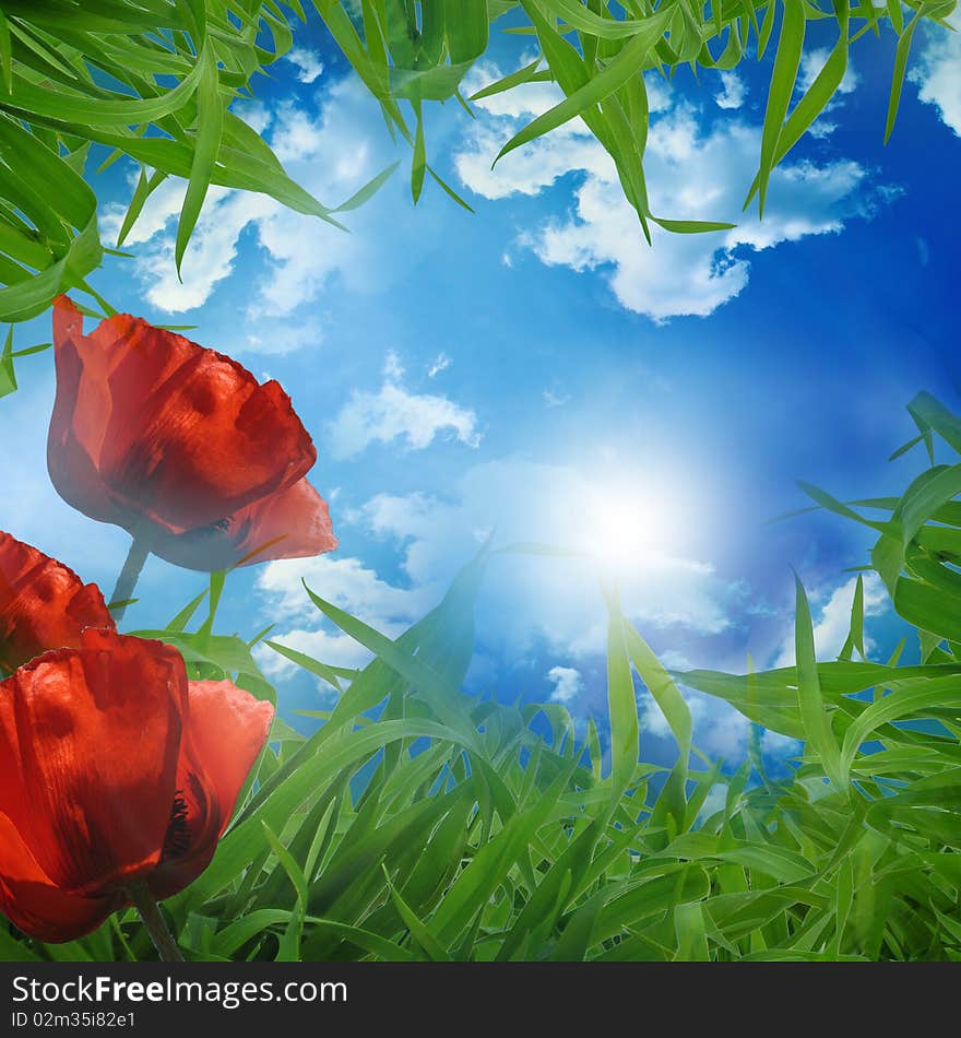 Green meadow - beautiful background with Poppys