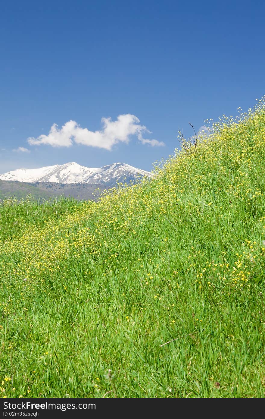 Spring Landscape