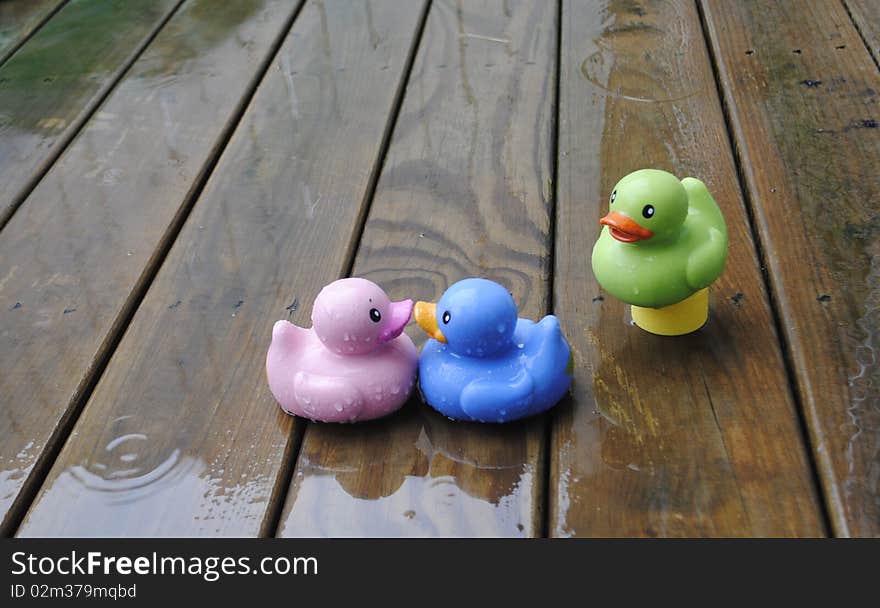 Kissing ducks in the rain with watcher nearby