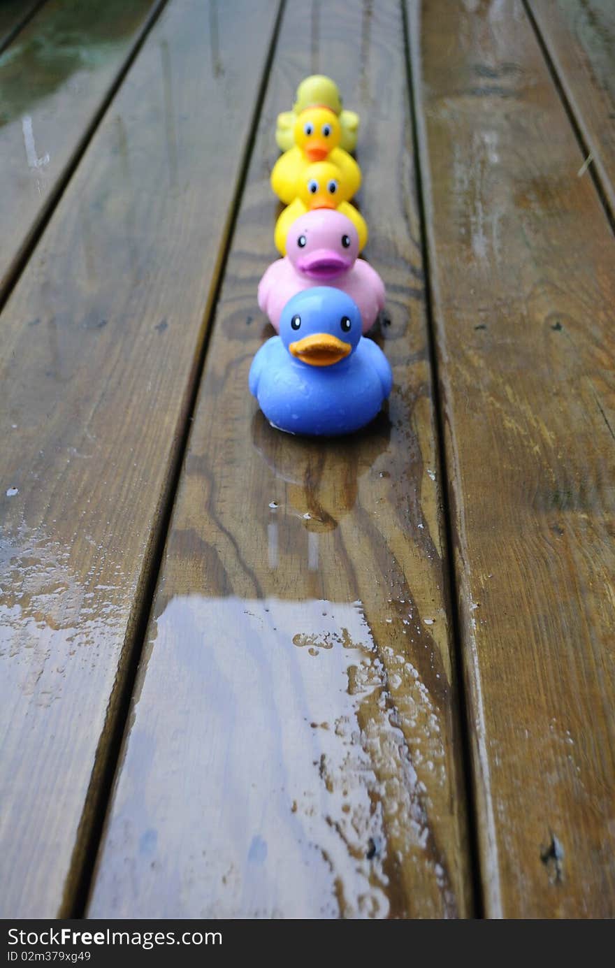 Duckies in the rain