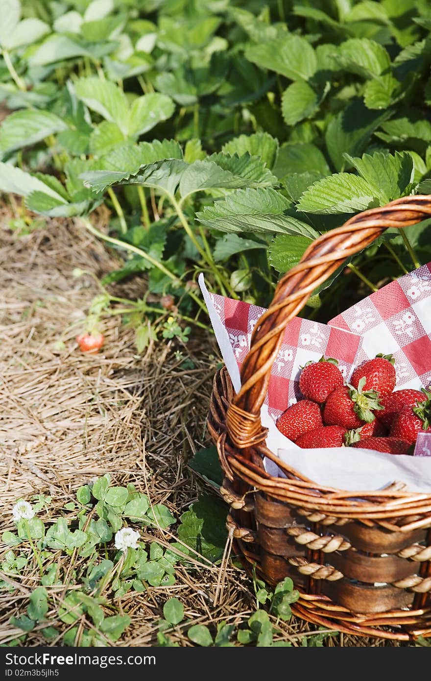 Basket of strawberries with red and white napkin in a strawberry patch. Basket of strawberries with red and white napkin in a strawberry patch