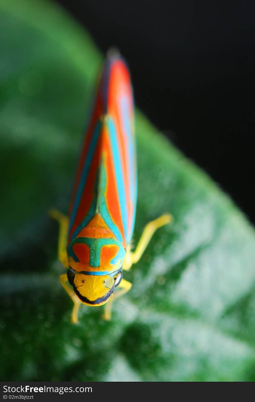 Colorful insect found hanging out on a leaf. Colorful insect found hanging out on a leaf.