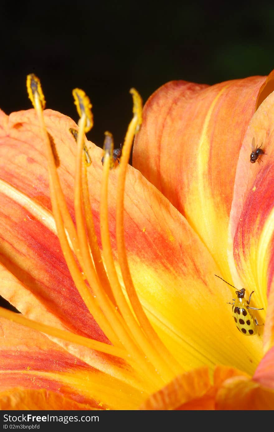 Close up of insects on a flower. Close up of insects on a flower.