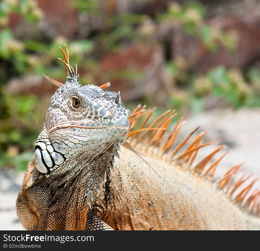 Iguana