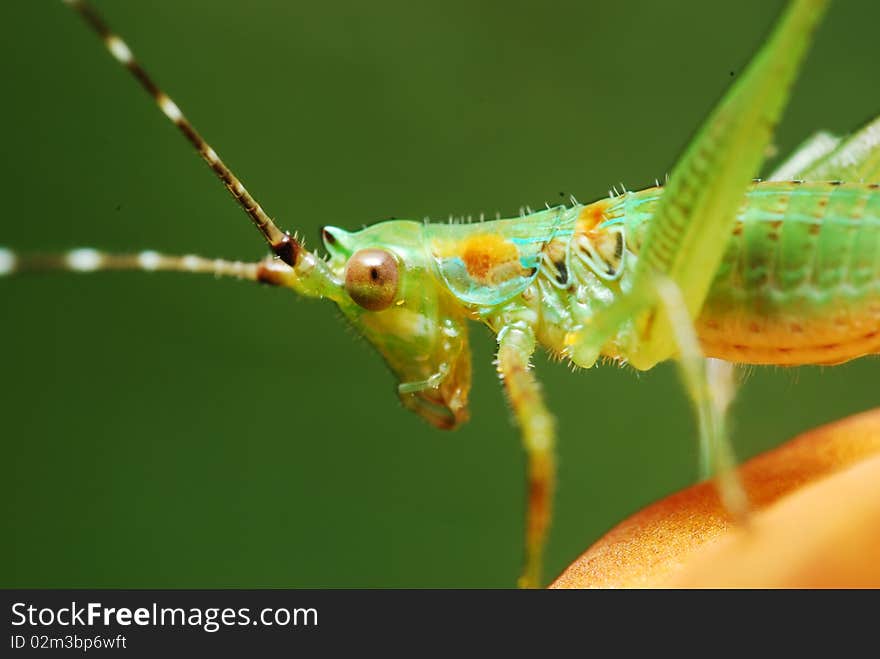 Insect Closeup