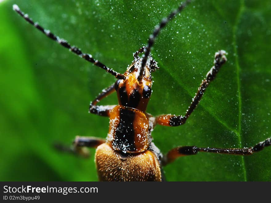 Light bug covered in pollen.