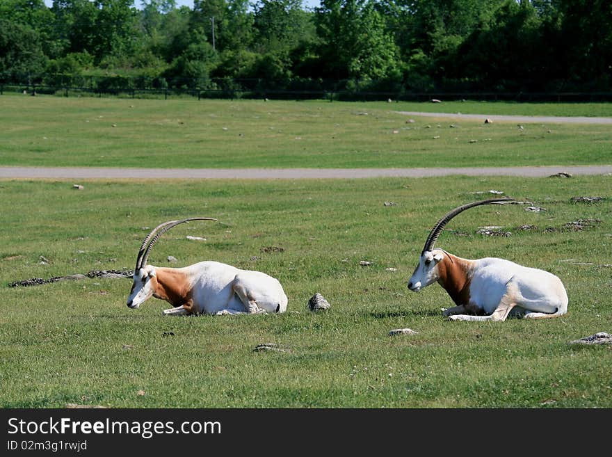 Two scimitar-horned oryxs lying on the grass