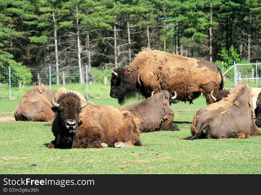 The Group of Yaks