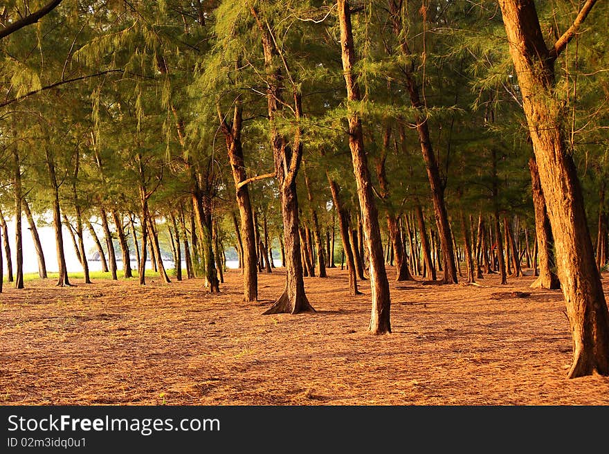 Pine Tree Near The Sea Thailand