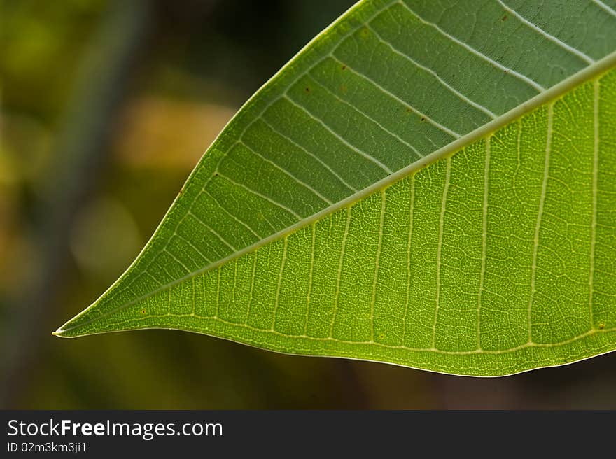 Some part of Leelawadee leaf