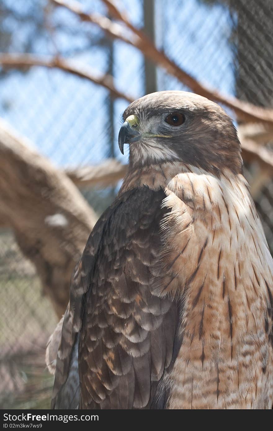 Golden Eagle in captivity due to illness