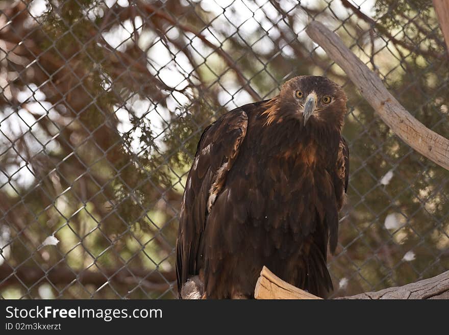 Golden Eagle in captivity due to illness