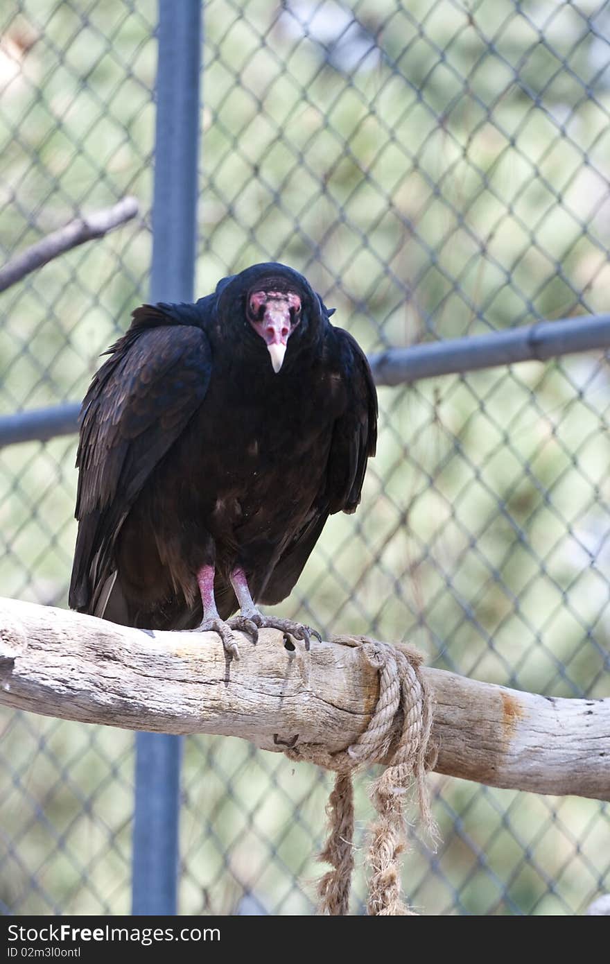 Turkey Vulture