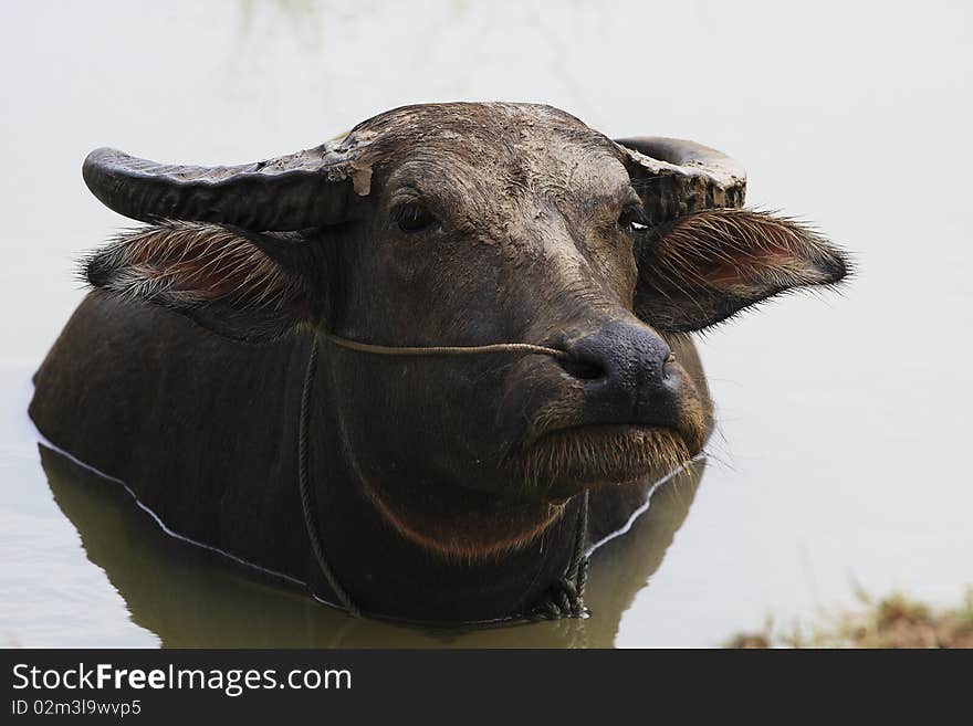 The big Buffalo in muddy ; Ayuttaya Thailand. The big Buffalo in muddy ; Ayuttaya Thailand