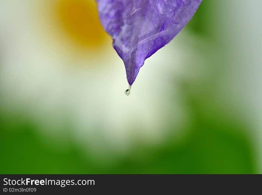 Macro image of Clematis petal with a tiny drop reflecting a flower inside. Macro image of Clematis petal with a tiny drop reflecting a flower inside