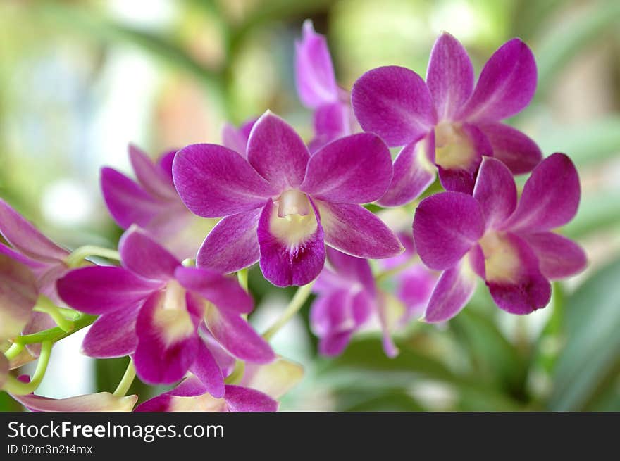 Beautiful Purple orchid Close Up