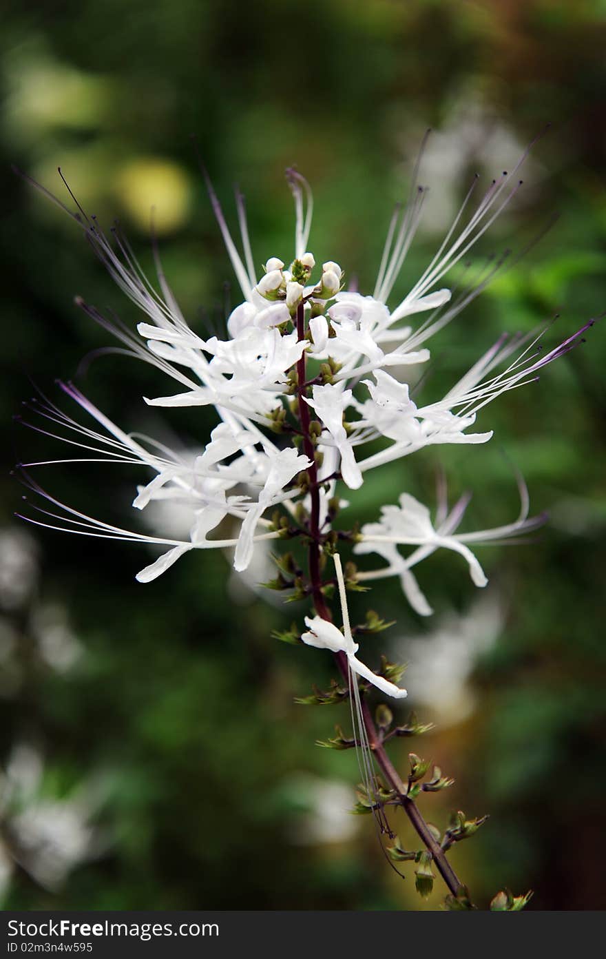 Cat Beard flower