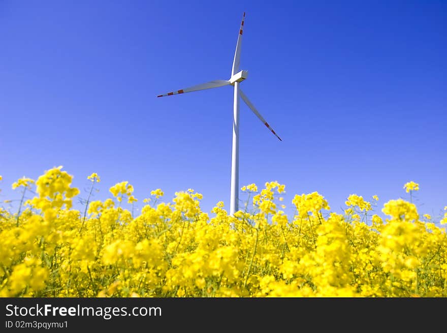 Windmill conceptual image. Windmill beetwen yellow flowers in summer.