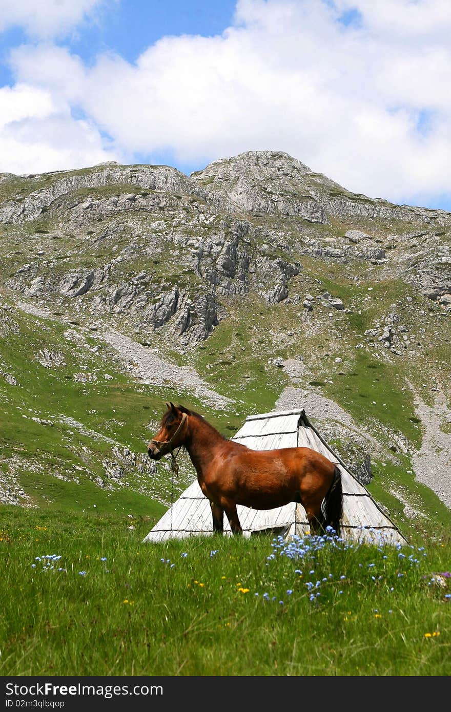 Montenegro Kapetanovo-jezero zivot konj stara-kuca. Montenegro Kapetanovo-jezero zivot konj stara-kuca