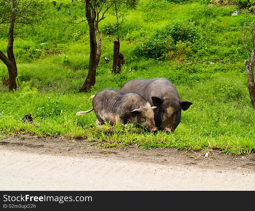 Mountain Pig beside the road at Umphang Tak Thailand