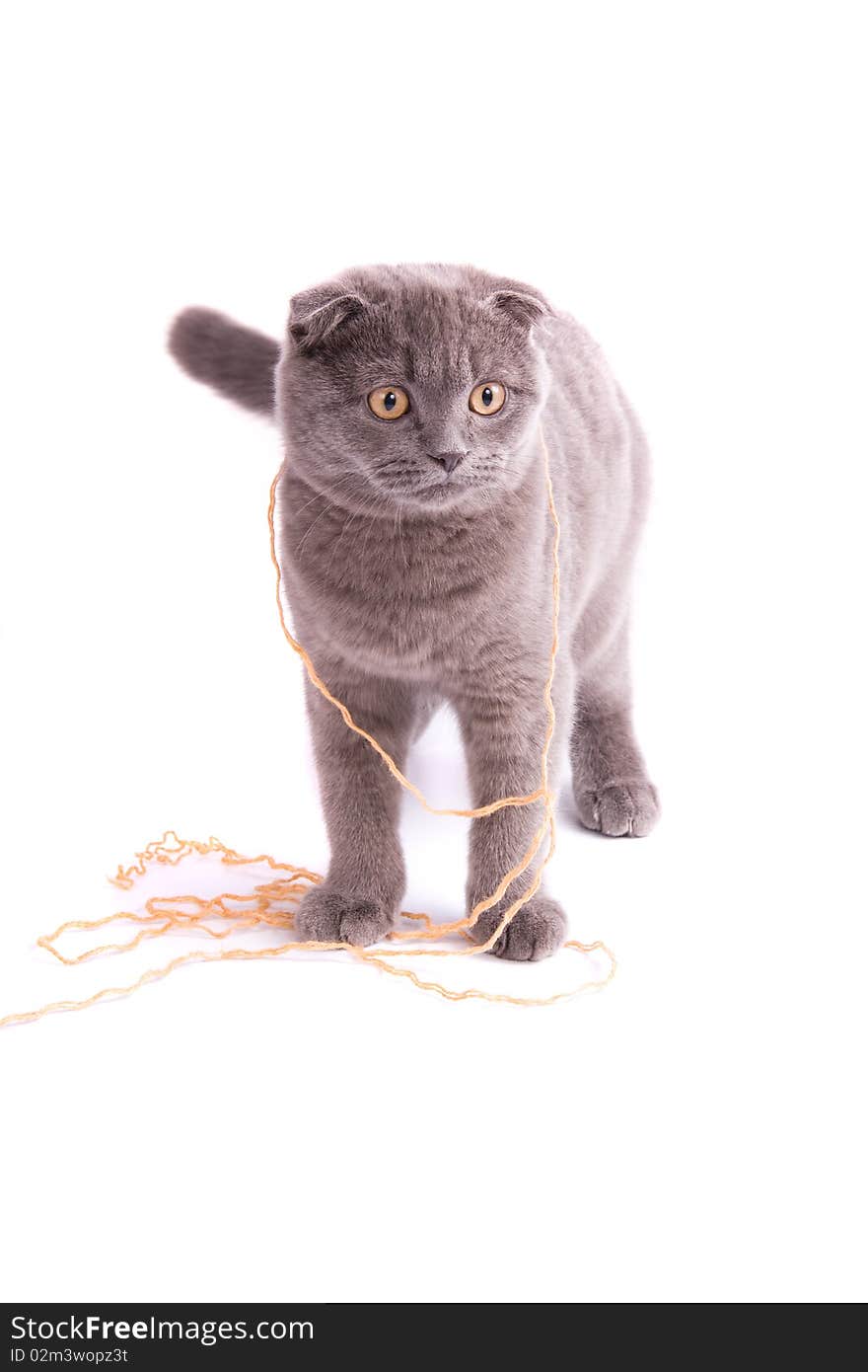 Scottish fold cat is playing with thread. Cat with ball.