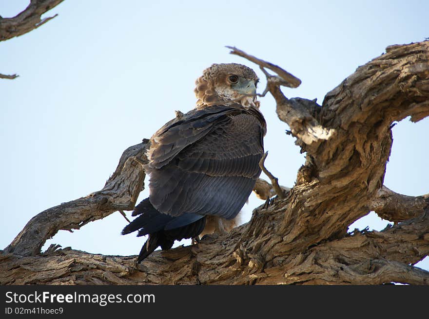 Young Bateleur