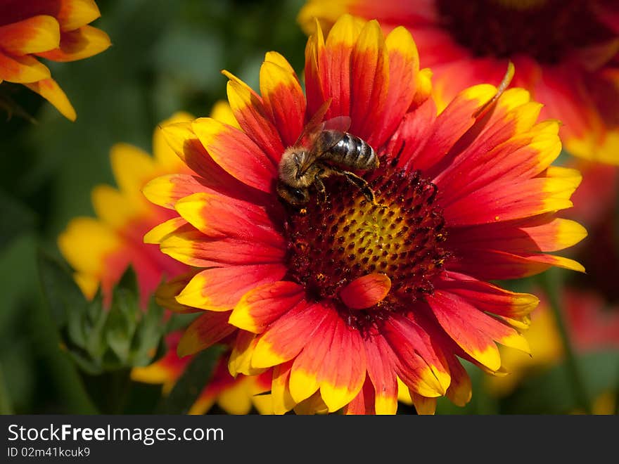 Bee on yellow red flower