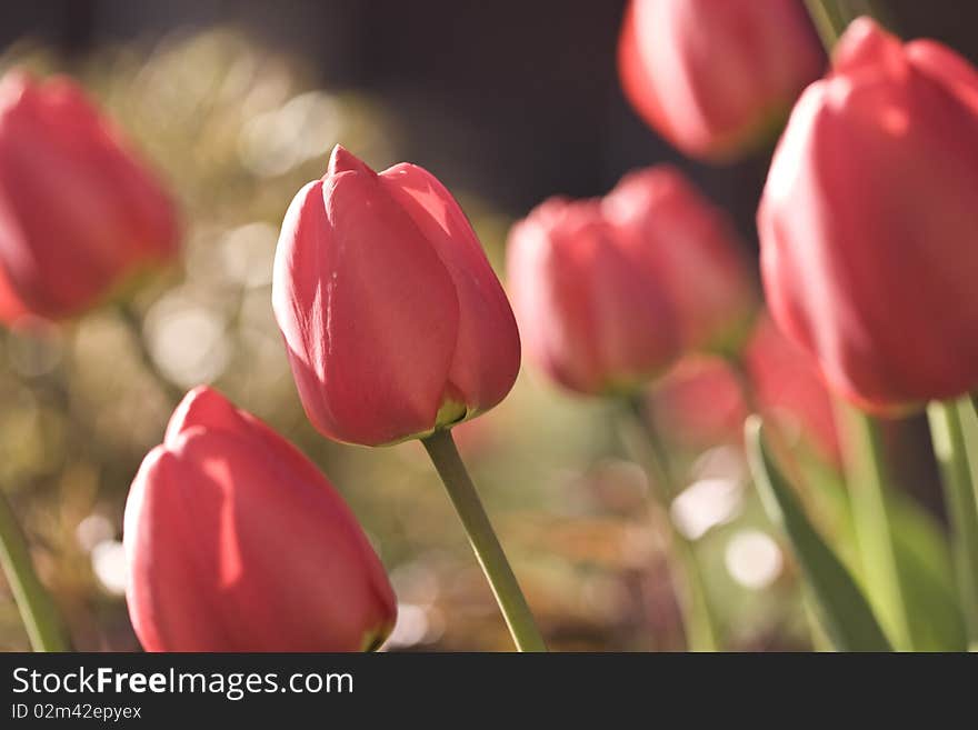 Summer background with red tulips