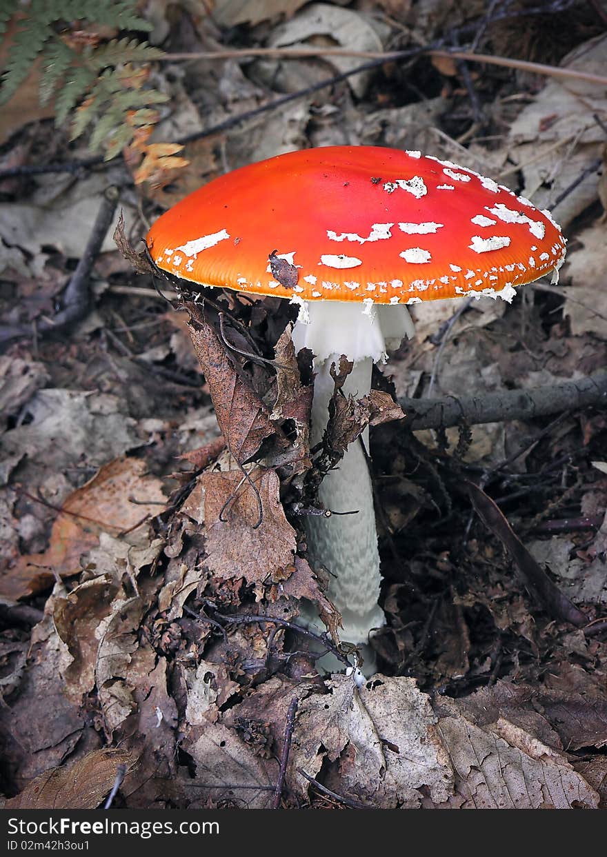 Mushrooms (Amanita Muscaria) in the undergrowth, Piedmont, Italy.