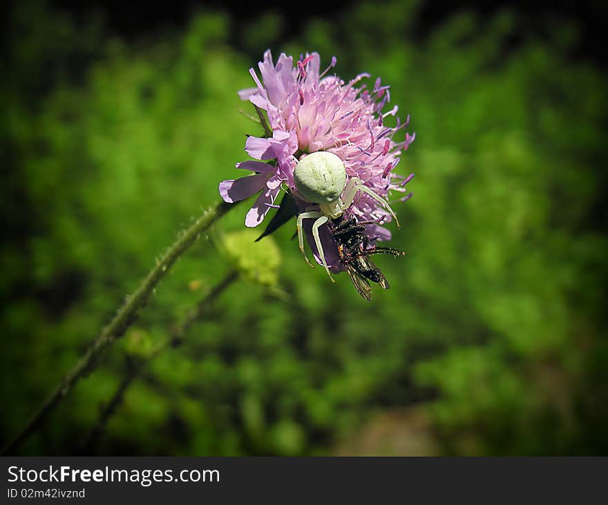 Spider killing a fly on a flower. shallow dof.