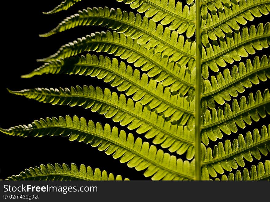 Floral background with green fern