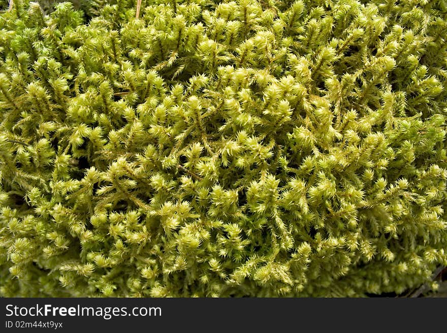 Forest moss background