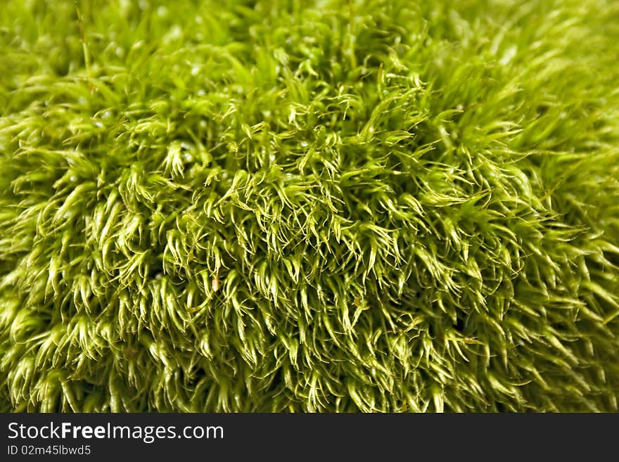 Forest moss background