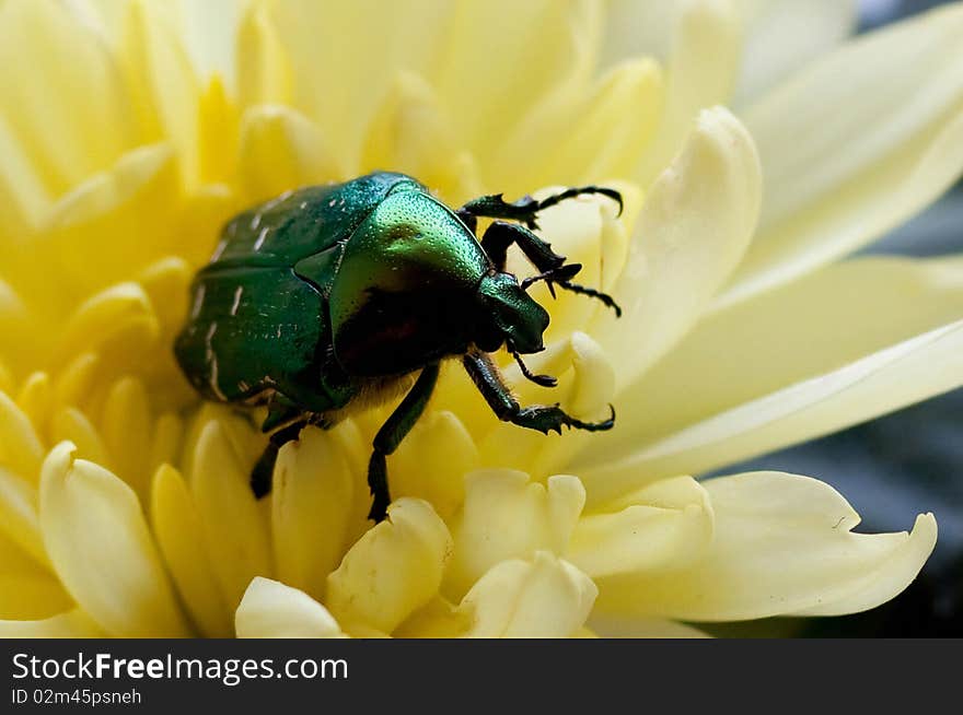 Bright green bug on a flower chrysanthemums (close up). Bright green bug on a flower chrysanthemums (close up)