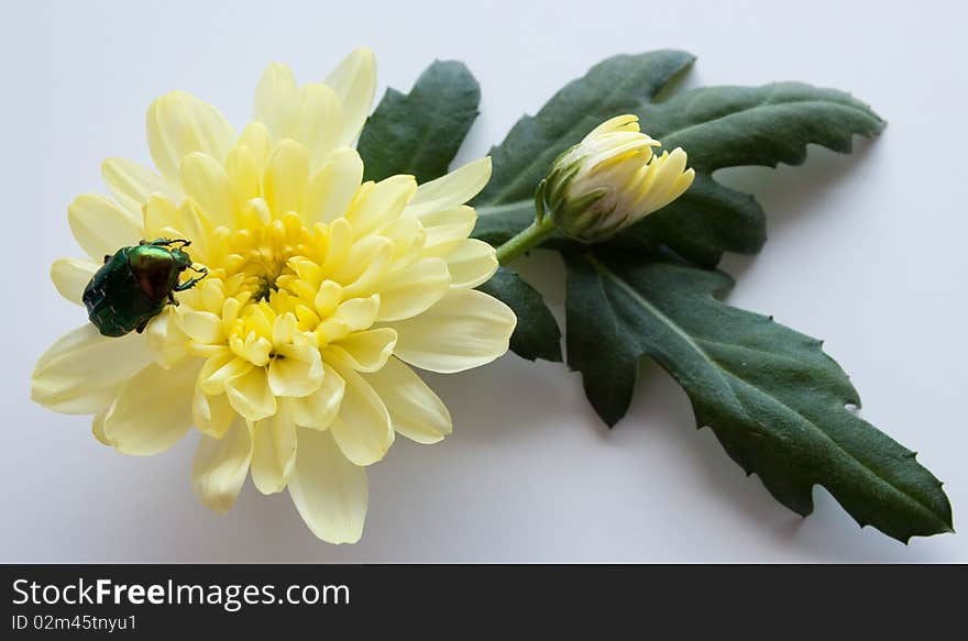 The brilliant green bug climbs up a bright yellow flower. The brilliant green bug climbs up a bright yellow flower