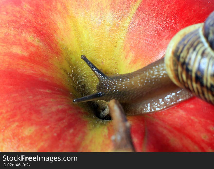 Small Snail creeping on an apple. Small Snail creeping on an apple