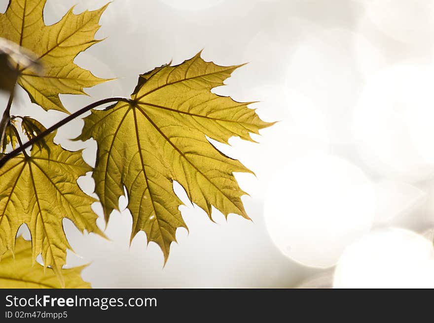 Freshly sprung maple leaves in springtime