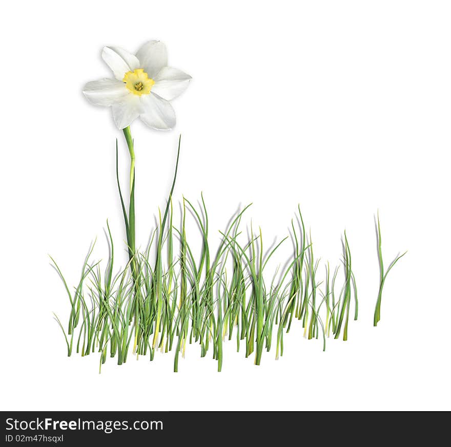 White narcissus in grass