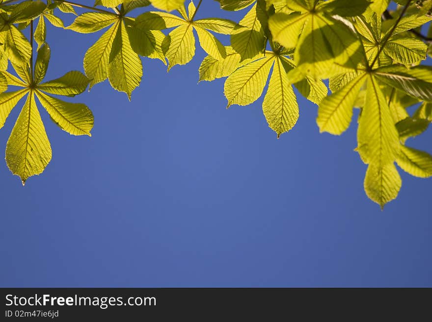 Freshly sprung chestnut leaves in springtime