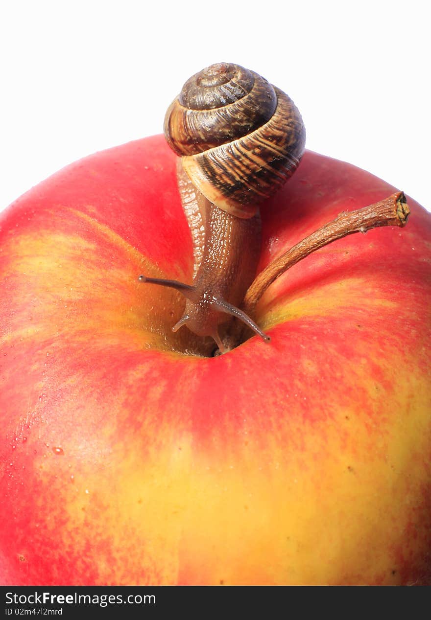 Snail on an apple