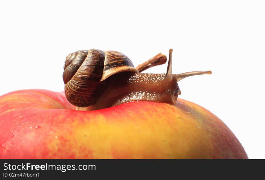 Small Snail creeping on an apple. Small Snail creeping on an apple