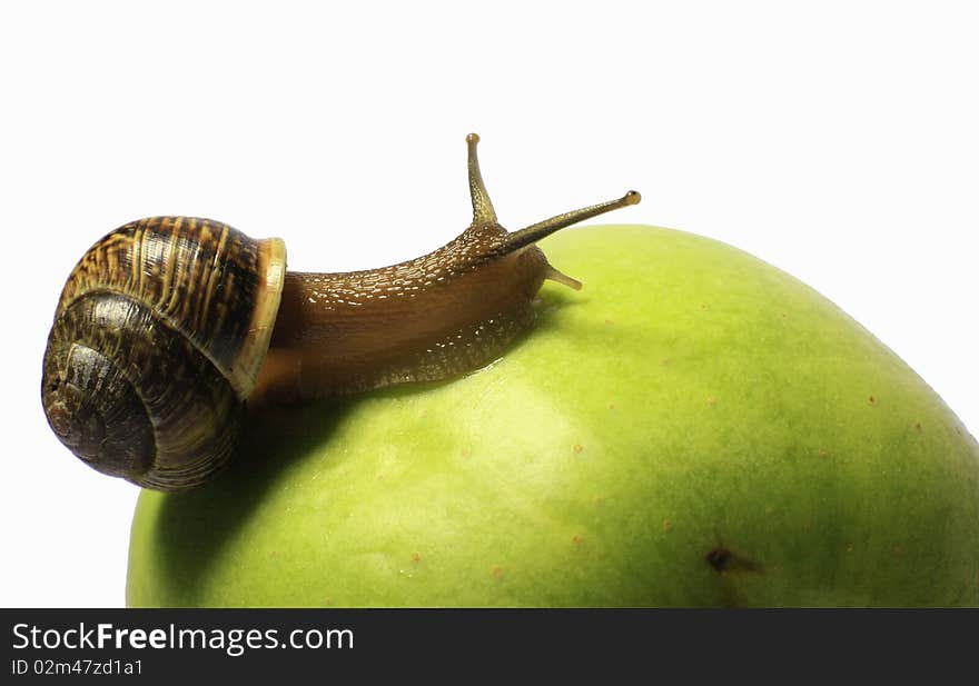 Snail on an apple