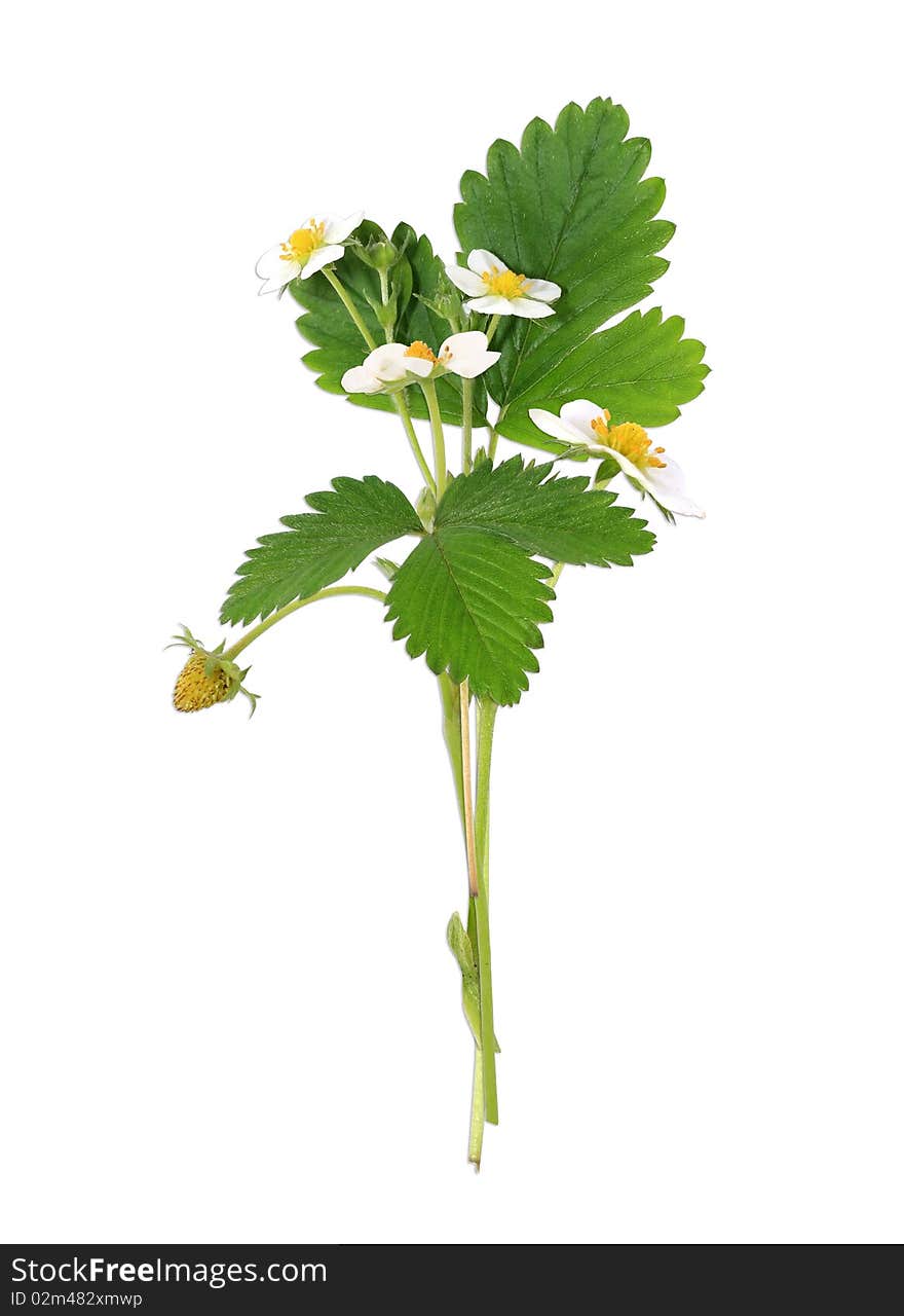 Little bush of strawberries on the white background