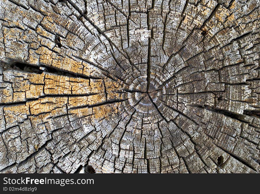 Old Tree Rings